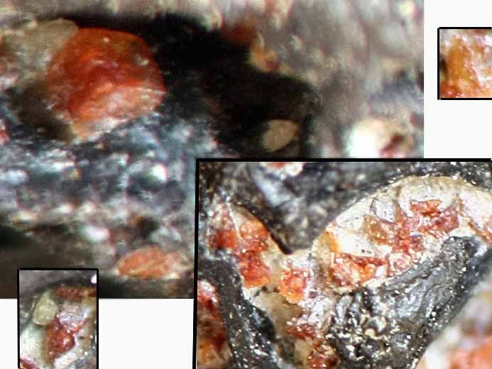 image os et moelle fossile jurassique Boulonnais